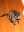 click for larger size