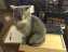 click for larger size