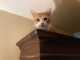 click for larger size